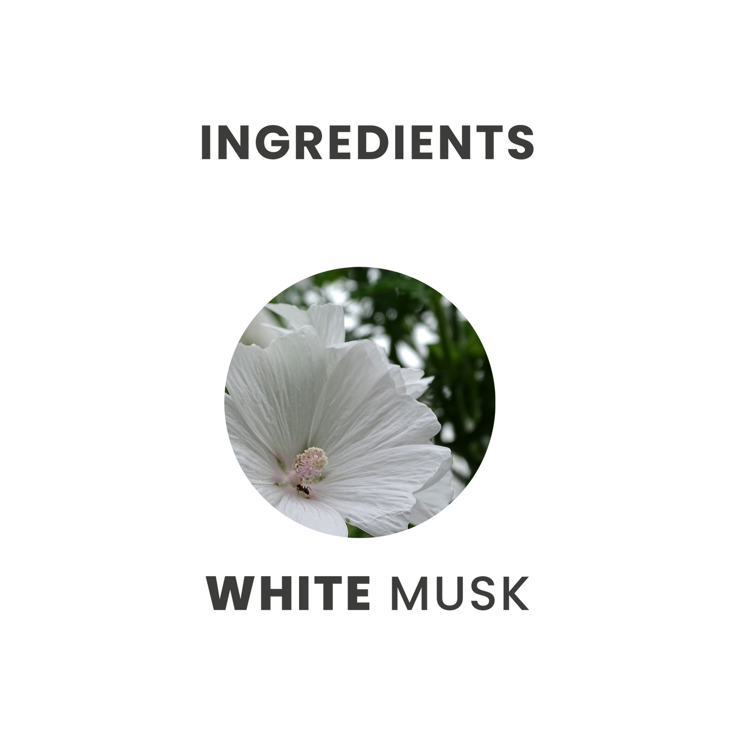 Tesori d'Oriente White Musk Eau de Toilette